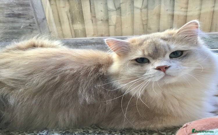 British Longhair cats - Advert 2