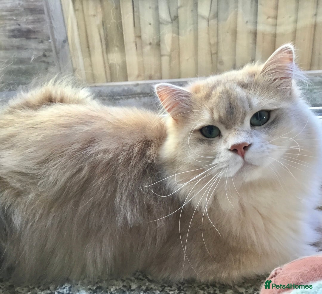 British Longhair cats for sale: Sweet Blue golden British Longhair boy  - Image 1