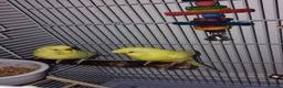 Budgerigars birds for sale: I have 2 young budgerigar for sale in Leeds - Advert 6