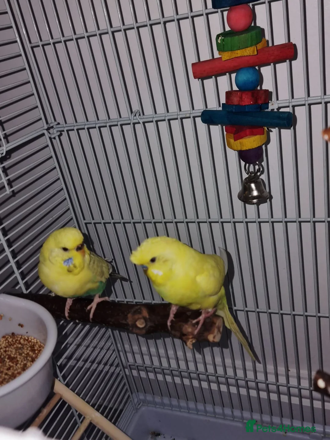 Budgerigars birds for sale: I have 2 young budgerigar for sale in Leeds - Advert 6