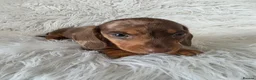 Miniature Dachshund dogs for sale: KC PRA CLEAR DAPPLE BOYS - Advert 9