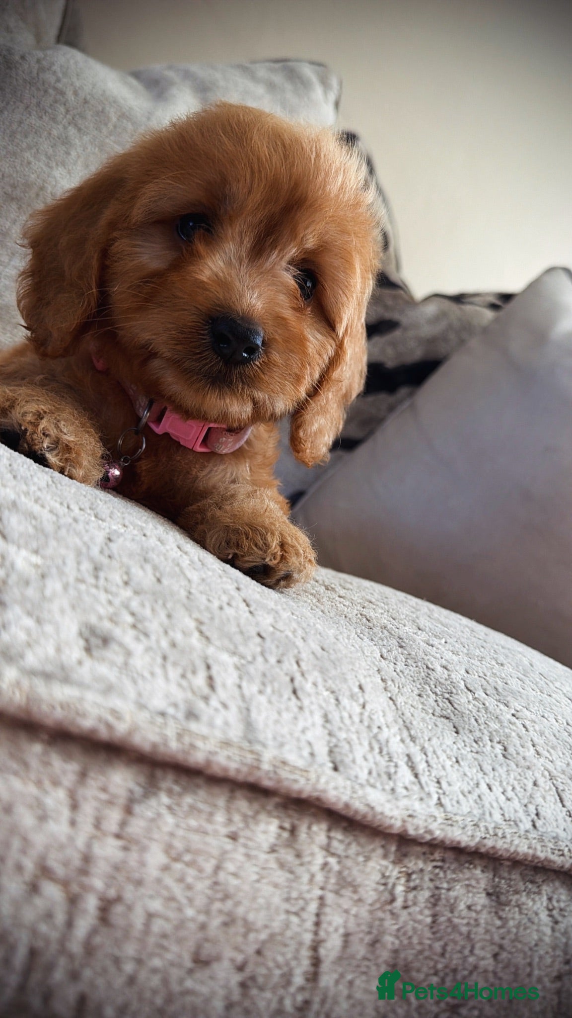 Cockapoo dogs 🐶Ready now Amazing red cockapoos🐶 - Advert 1
