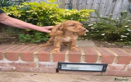 Cocker Spaniel dogs for sale: Gorgeous Adorable Golden Type Cocker  Spaniel  - Image 26