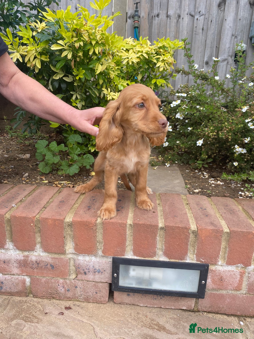Cocker Spaniel dogs for sale: Gorgeous Adorable Golden Type Cocker  Spaniel  - Image 26