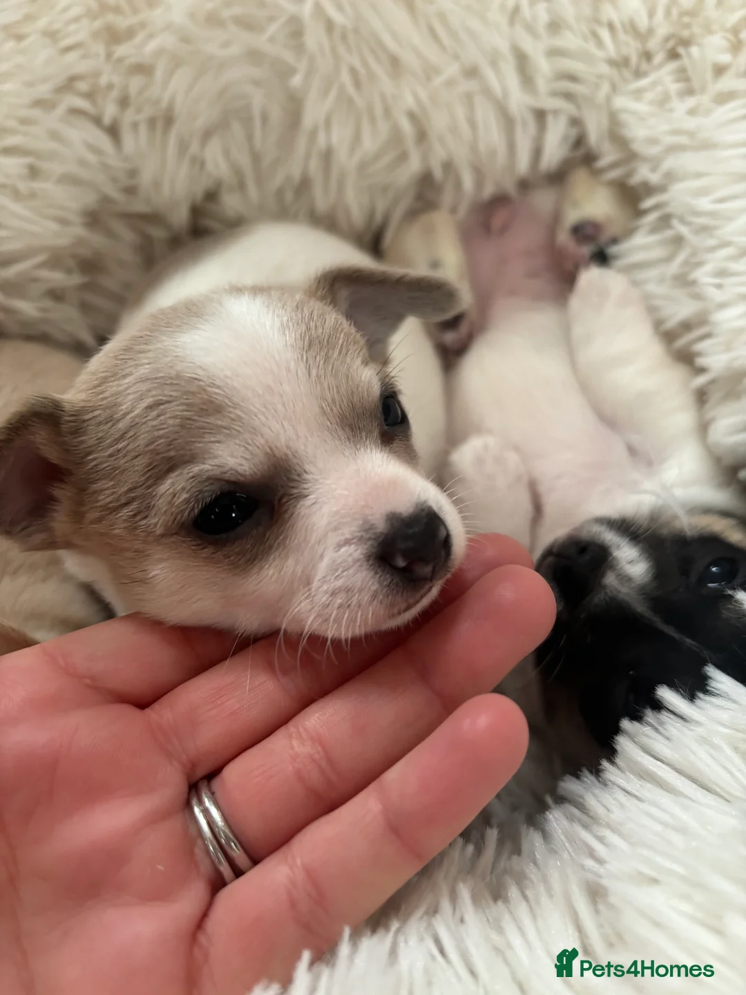 Chihuahua dogs for sale: Short hair, Chihuahuas - Advert 6