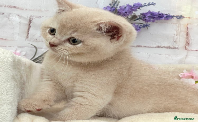 British Shorthair cats - Advert 2