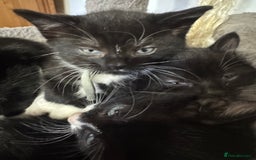 Mixed Breed cats for sale: Black and white kittens - Image 9