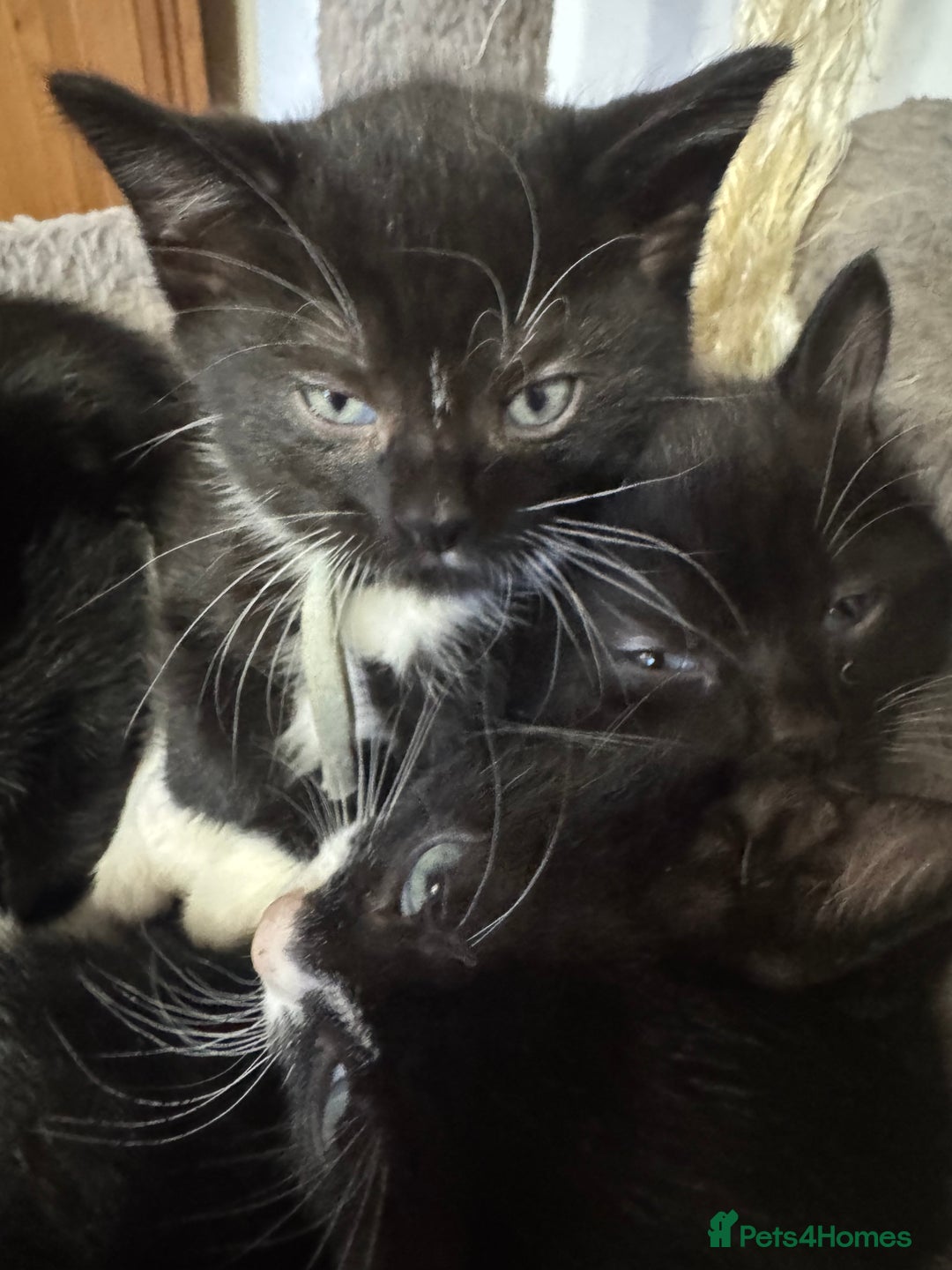 Mixed Breed cats for sale: Black and white kittens - Image 9