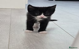 Domestic Shorthair cats for sale: 1 kitten .. cheaper if can rehome asap  in Witham - Image 1