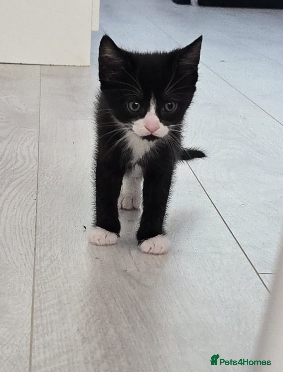 Domestic Shorthair cats for sale: 1 kitten .. cheaper if can rehome asap  in Witham - Image 1