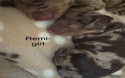 Cockapoo dogs for sale: Stunning,family raised cockapoos - Image 8