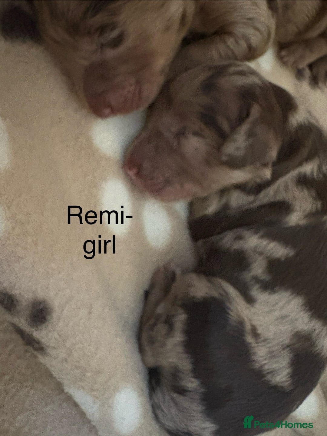 Cockapoo dogs for sale: Stunning,family raised cockapoos - Image 8
