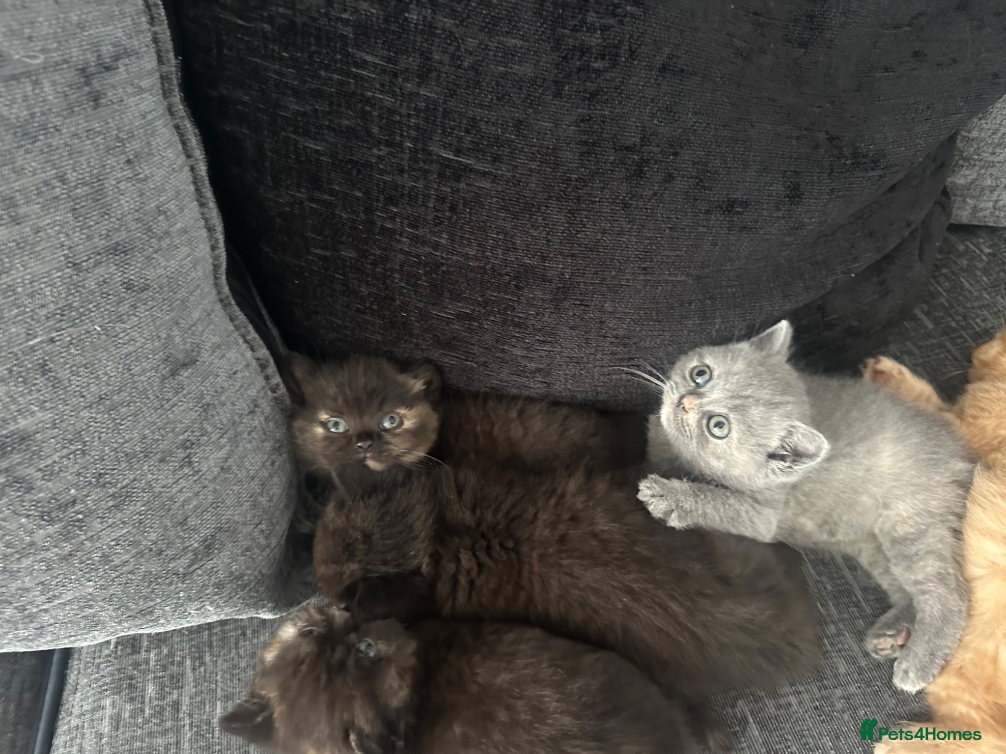 British Shorthair cats Gccf registered pedigree British Shorthair kittend - Advert 2
