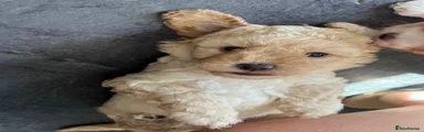 Female Beige 