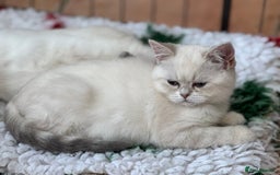 British Shorthair cats for sale: Colourpoints BSH active & non-active available - Image 23
