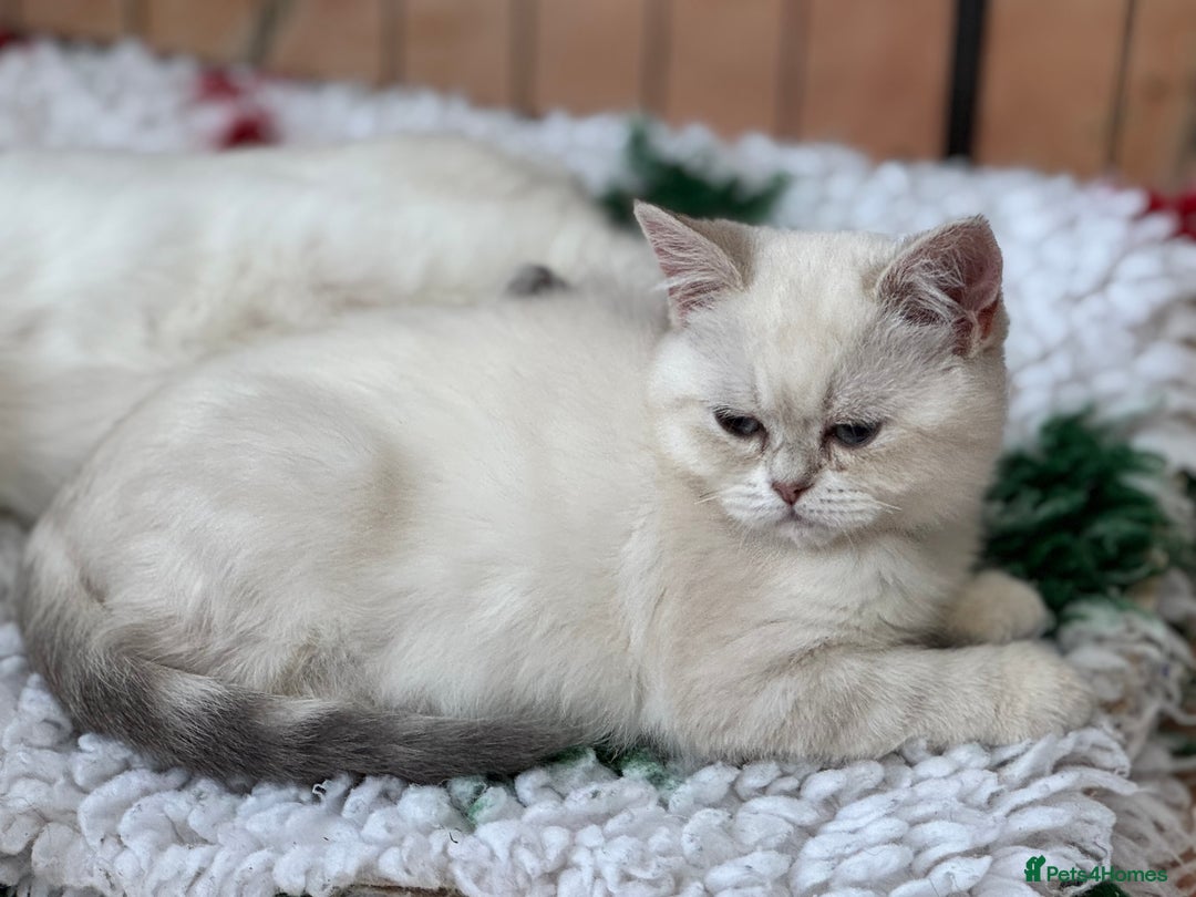 British Shorthair cats for sale: Colourpoints BSH active & non-active available - Image 23