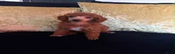 Miniature Poodle dogs for sale: Stunning Red Miniature Poodle Girl - Advert 20
