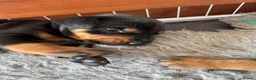 Dobermann dogs for sale: 3 chunky Dobermans puppies  - Advert 18