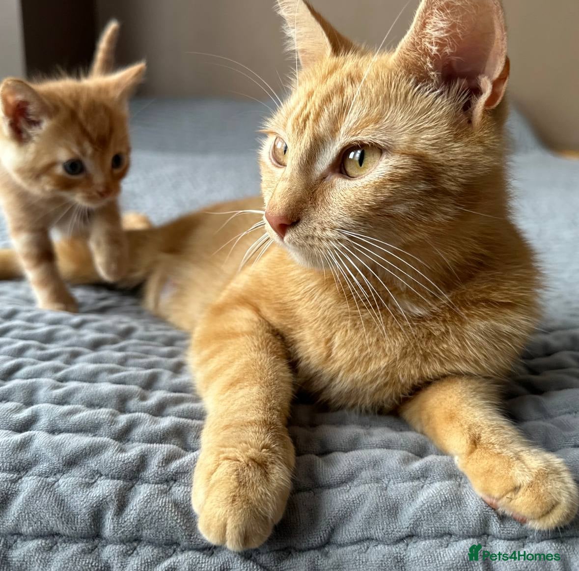 Domestic Shorthair cats Ginger & tortoiseshell kittens looking for homes  - Advert 2
