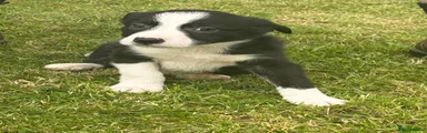 Border Collie Puppy 1