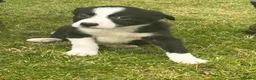 Border Collie dogs for sale: ⭐️BORDER COLLIE PUPS⭐️ READY TO GO - Advert 20