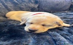 Labrador Retriever dogs for sale: Labradors  - Image 6