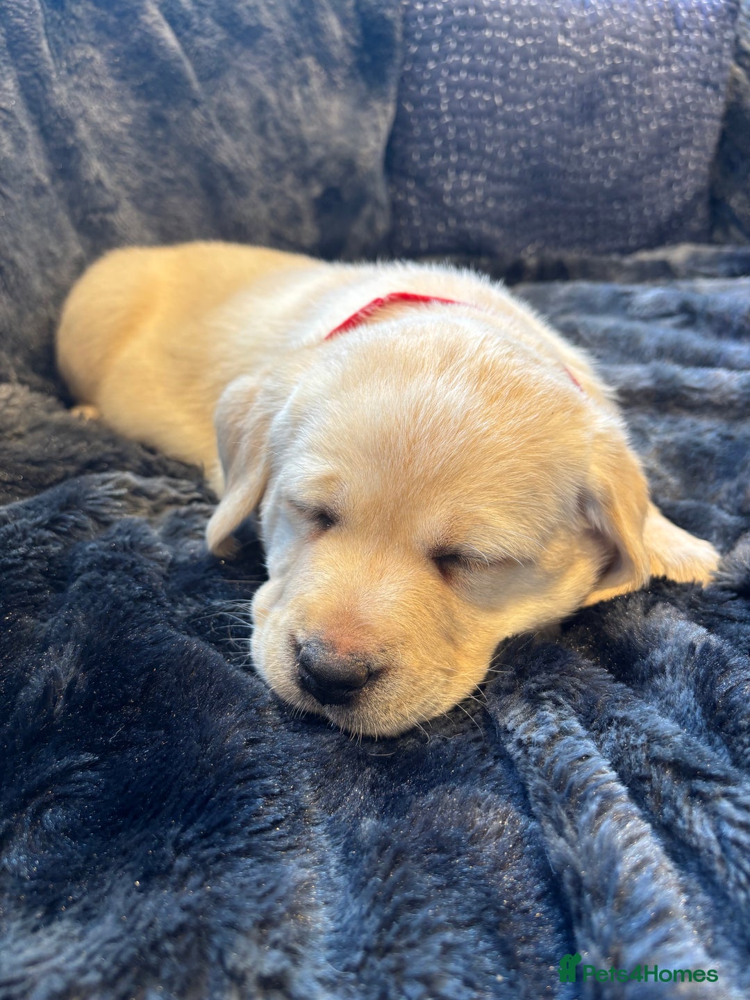 Labrador Retriever dogs for sale: Labradors  - Image 6