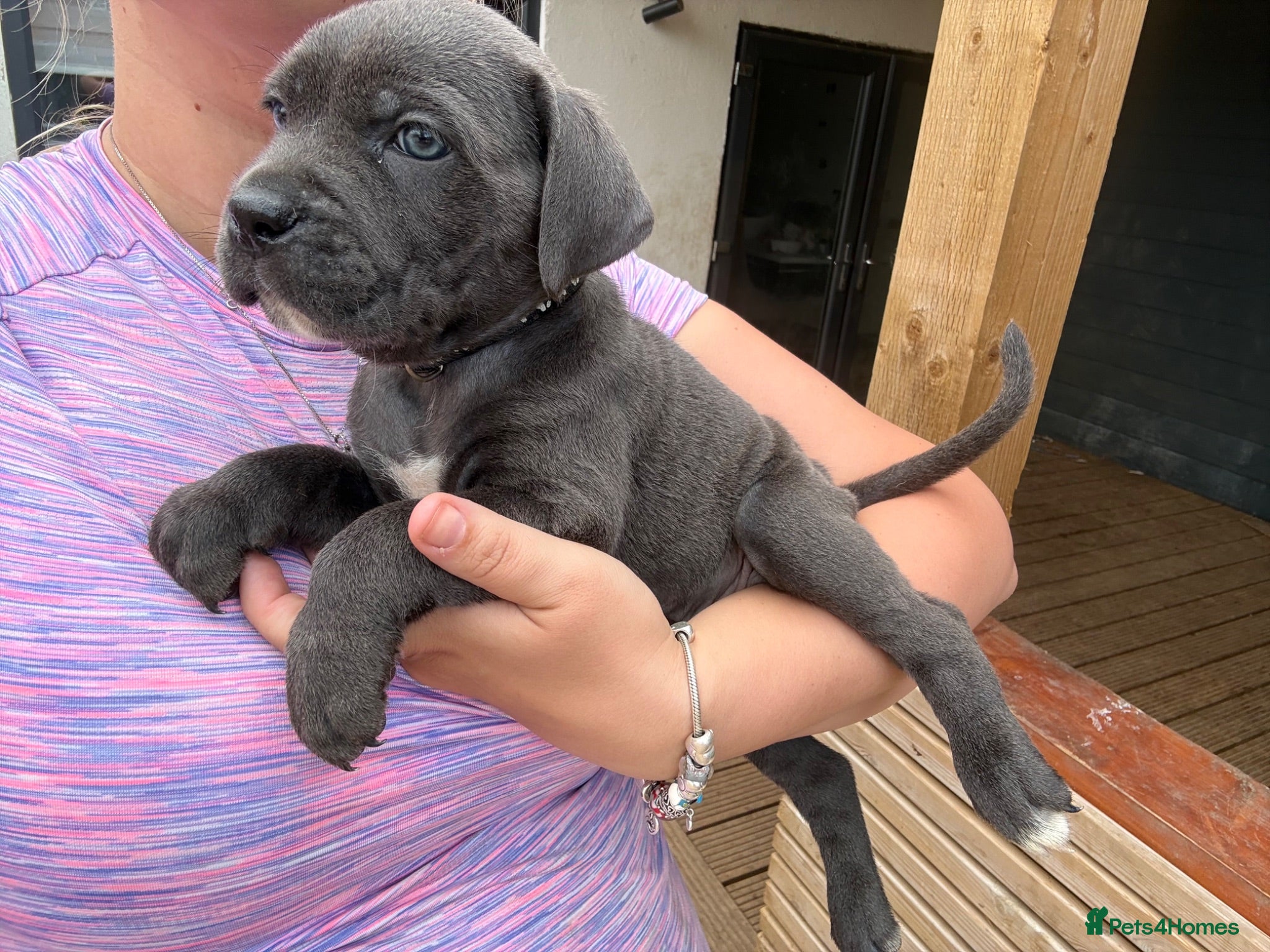 Cane Corso dogs Formentino, brindle, grey cane Corsos 👀🏡❤️ - Advert 1
