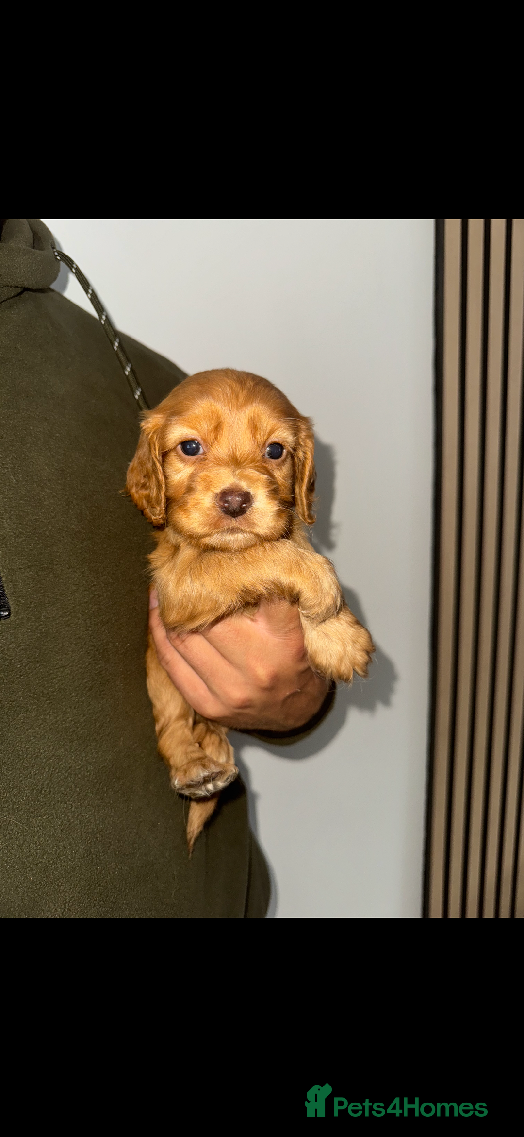 Cocker Spaniel dogs for sale: 8 beautiful working cocker spaniels  🏠  - Image 4