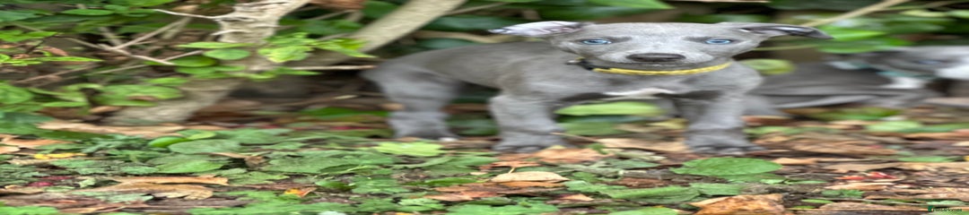 Whippet Puppy 5