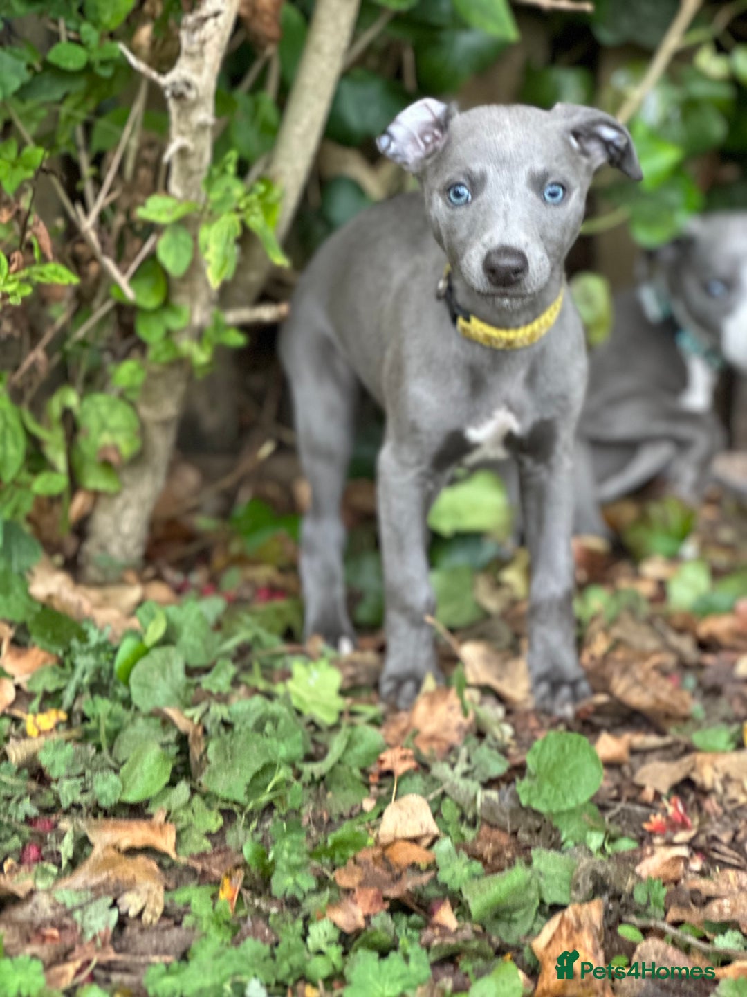 Whippet dogs for sale: READY NOW! STUNNING WHIPPET PUPPYS - Image 10