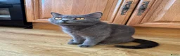 British Shorthair cats for sale: 💙 British Shorthair Male & Female 🐾 - Advert 6