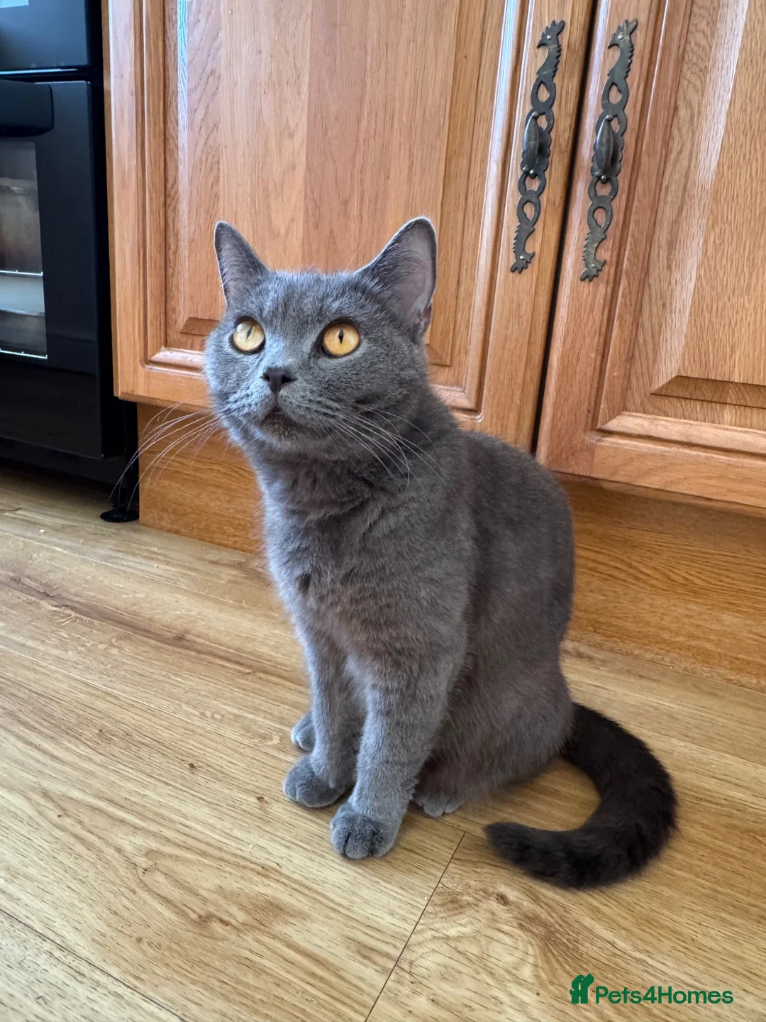 British Shorthair cats for sale: 💙 British Shorthair Male & Female 🐾 - Advert 6
