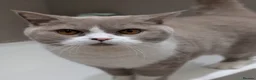 British Shorthair cats for sale: Sweet Male Cat + Automatic Feeders - Advert 5