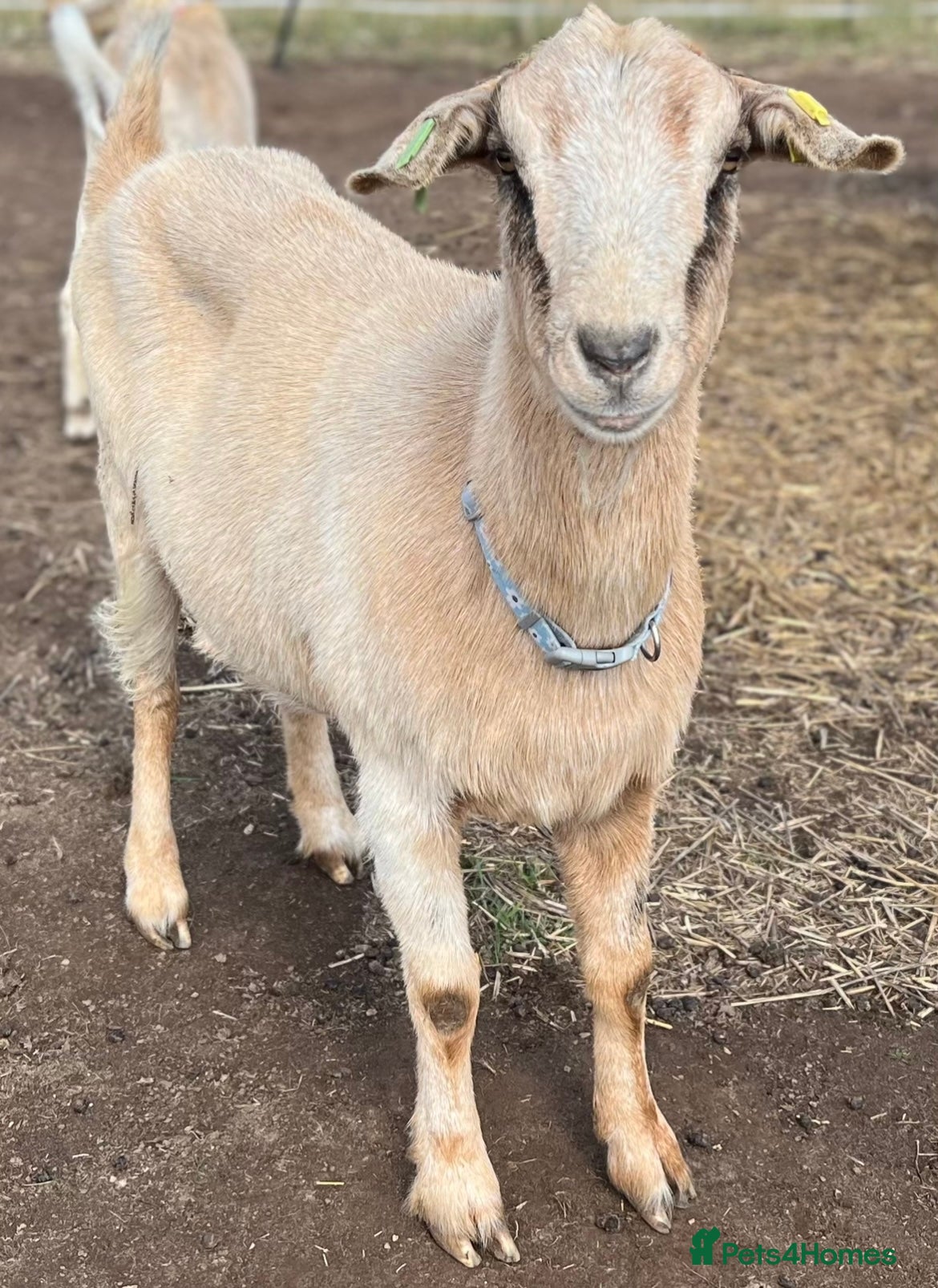 Goats livestock 2 does and 1 buck - Advert 2