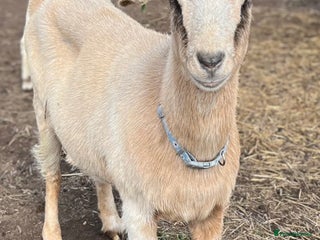 Goats livestock 2 does and 1 buck - Advert 1