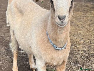 Goats livestock 2 does and 1 buck - Advert 20