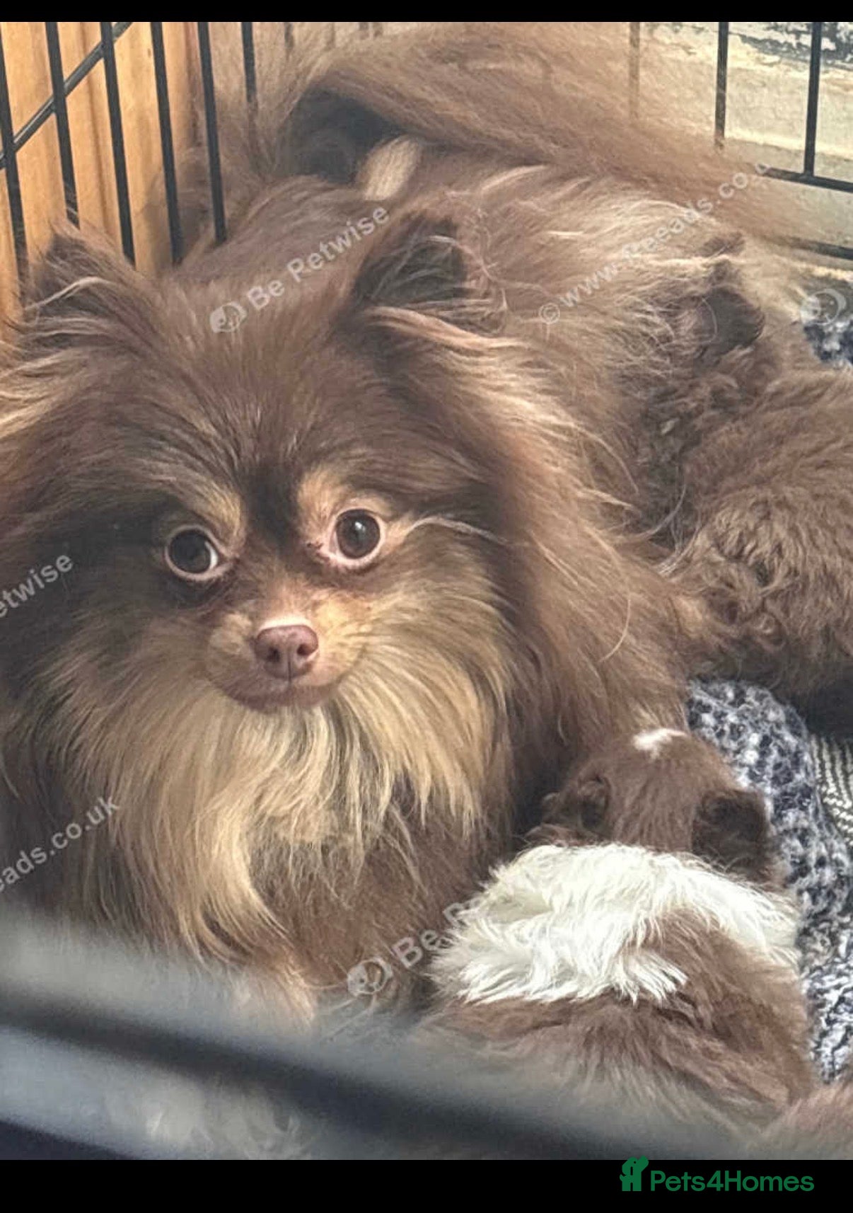 Pomeranian dogs Micro poms   - Advert 1