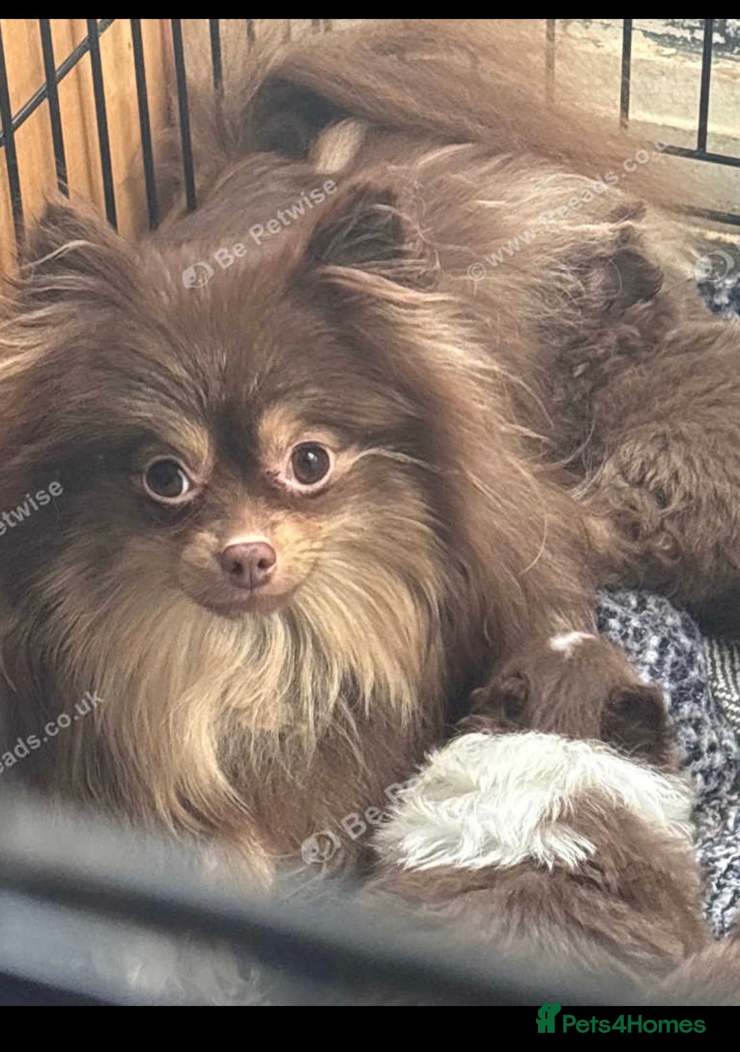 Pomeranian dogs for sale: Micro poms   - Advert 1