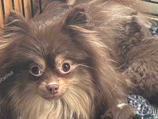 Pomeranian dogs Micro poms - Advert 1