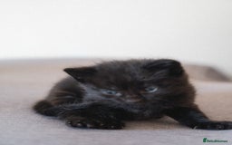 Mixed Breed cats for sale: 4 LOVEY CATS in ESSEX - 2 MALE & 2 FEMALE  - Image 12