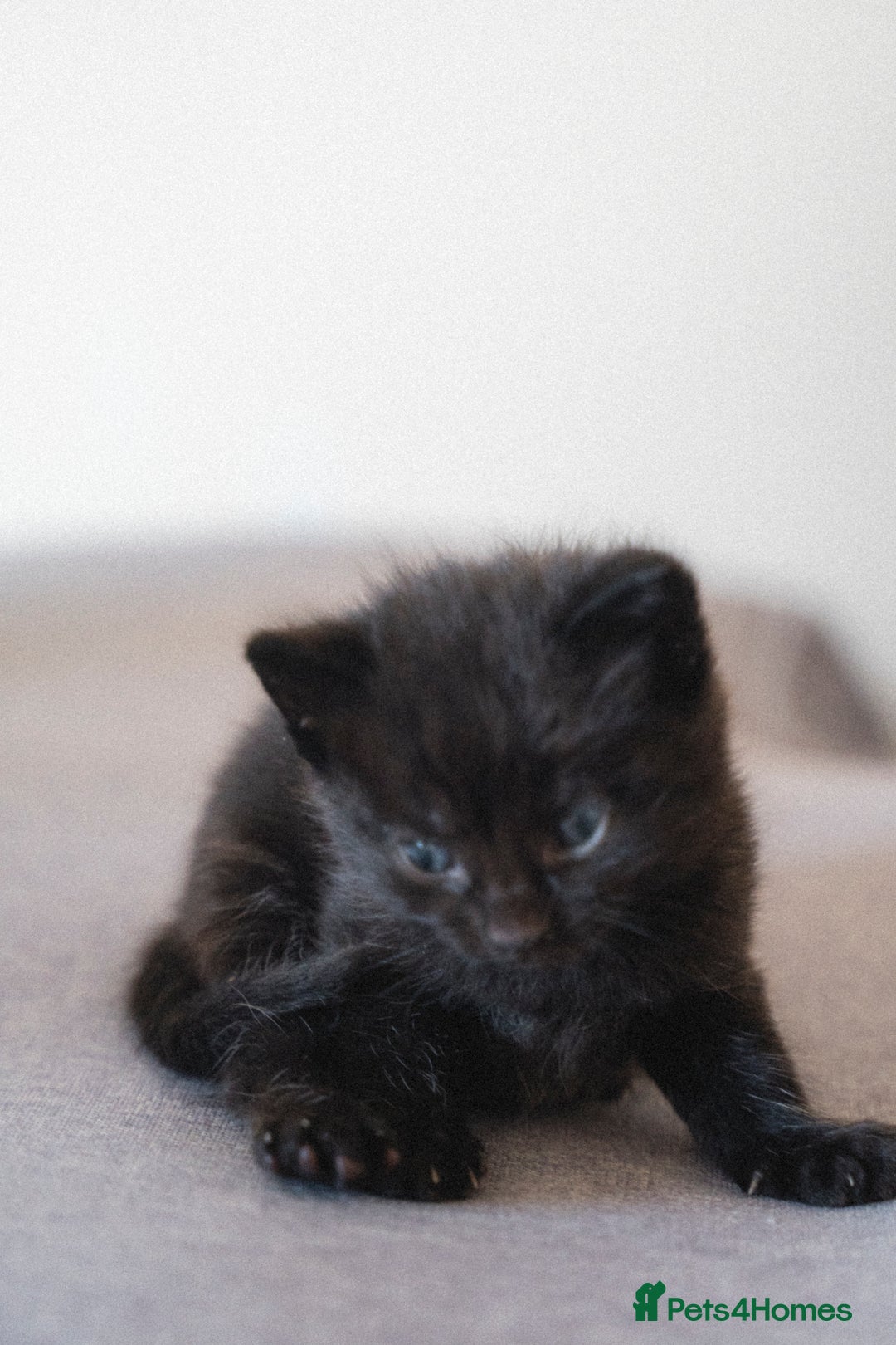 Mixed Breed cats for sale: 4 LOVEY CATS in ESSEX - 2 MALE & 2 FEMALE  - Image 12