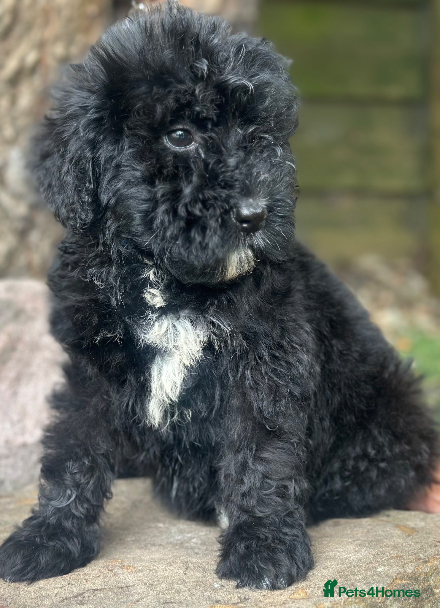 Bernedoodle dogs F1 STANDARD BERNADOODLES LAST 2 B/W GIRLS REDUCED - Advert 2
