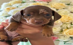 Dachshund dogs for sale: Beautiful litter of minature Isabella Dachshunds - Image 3