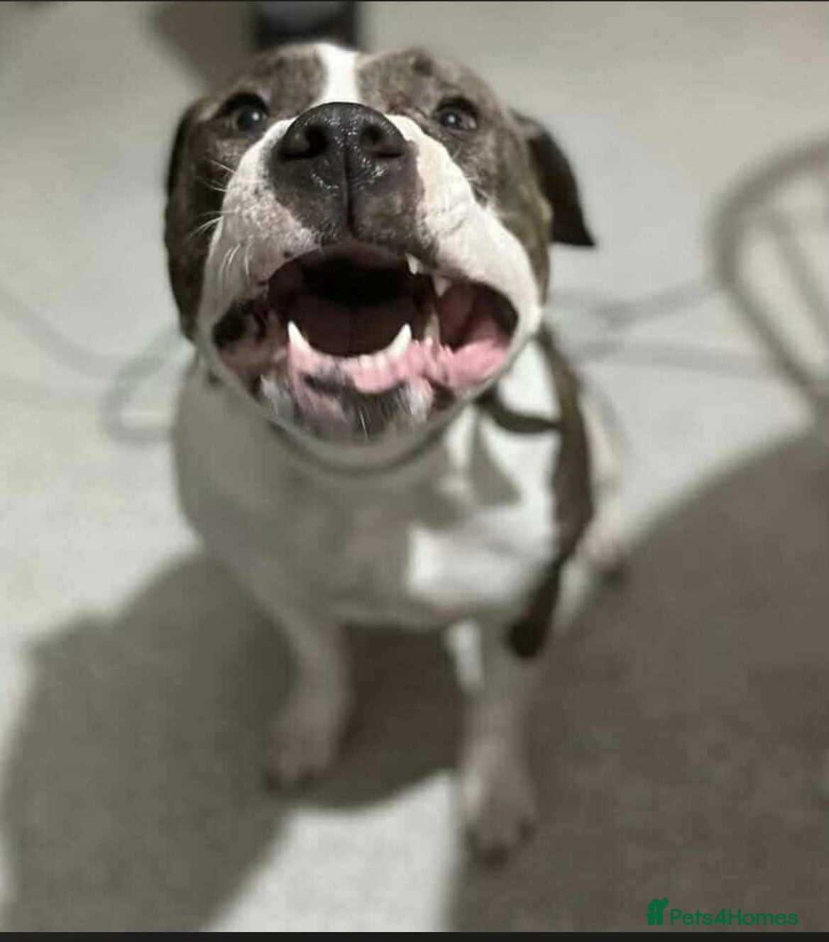 American Bully dogs She’s a legal Bully  - Advert 1