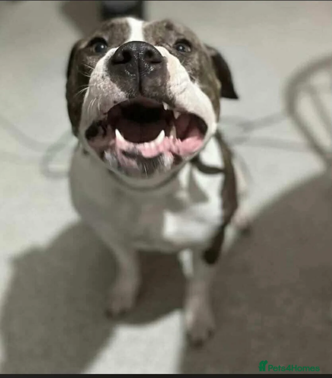 American Bully dogs for sale: She’s a legal Bully  - Advert 1