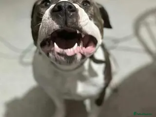 American Bully dogs She’s a legal Bully - Advert 1