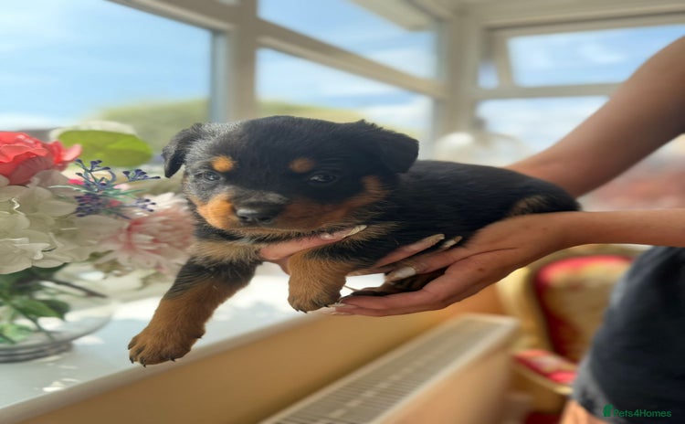 Rottweiler dogs - Advert 1