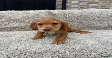 Cocker Spaniel dogs - Advert 9