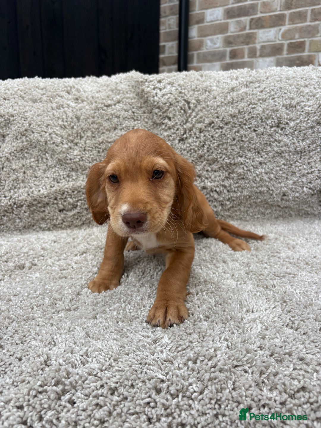 Cocker Spaniel dogs for sale: 2 beautiful red working cocker spaniels  - Image 2